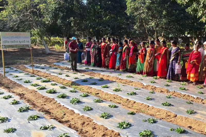 Krishi Vigyan Kendra, Nabarangpur